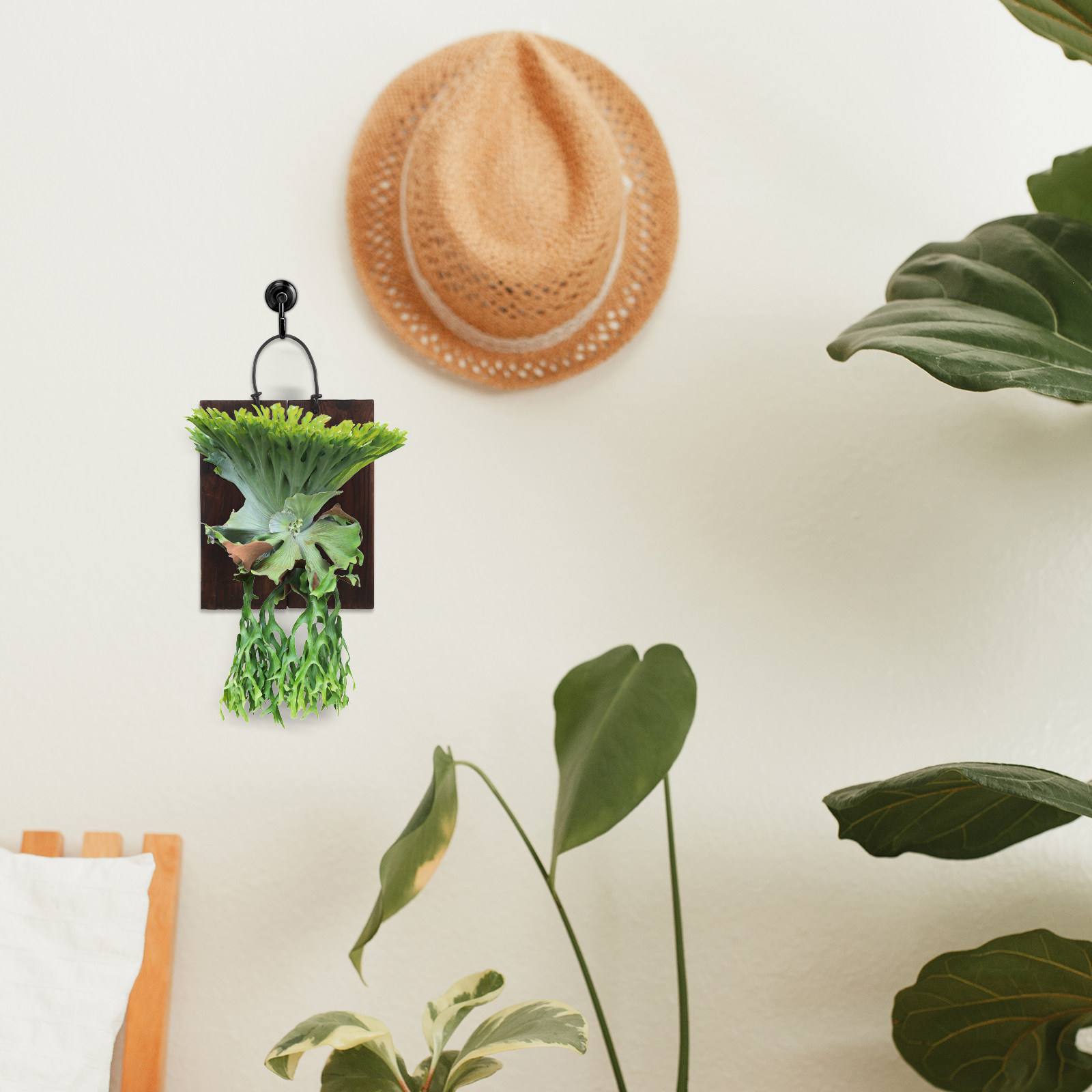 Staghorn Fern Mounting Board C - đánh giá và giá Vertical Planter